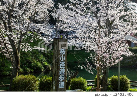 鹿野城址の桜 124033400