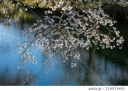 鹿野城址の桜 124033403
