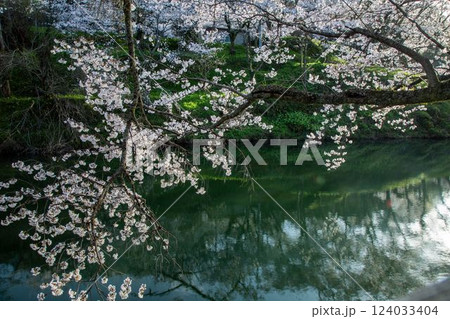 鹿野城址の桜 124033404