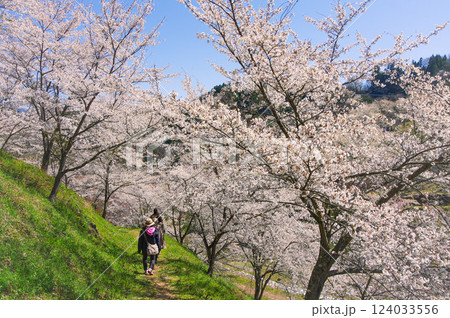 長野県・陸郷夢の郷(夢農場)の春景色:桜並木を歩く 長野県・陸郷夢の郷(夢農場)の春景色:桜並木を歩く 124033556