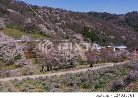 長野県・陸郷夢の郷（夢農場）の春景色：青空と山桜と桜並木の絶景 124033561