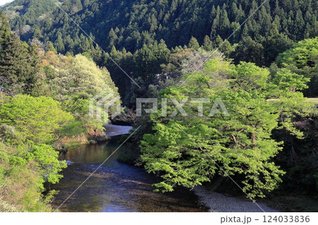 新緑に映える根尾川 124033836