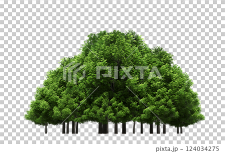group of trees isolated on a transparent background, forest, sketch, outline illustration, cg render group of trees isolated on a transparent background, forest, sketch, outline illustration, cg render 124034275