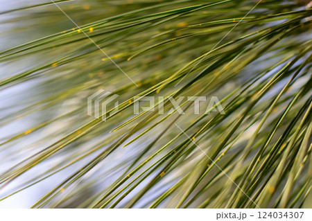 Coniferous tree foliage soft-focus abstract natural background. 124034307