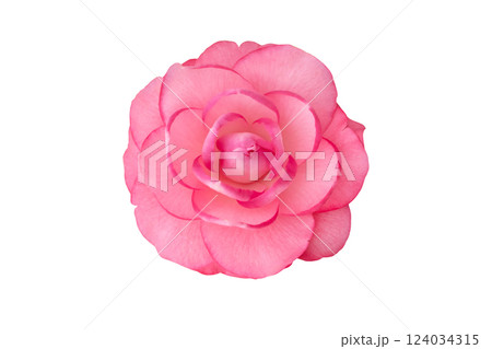 Pink camellia flower isolated on white background Pink camellia flower isolated on white background 124034315