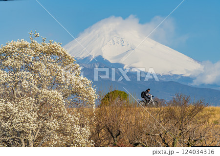 ハクモクレンが咲いた堤防を自転車で走る男性の向こうに富士山 124034316