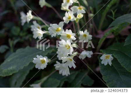 Primula vulgaris or common primrose white flowers in the shadow woodland forest. Primula vulgaris or common primrose white flowers in the shadow woodland forest. 124034373