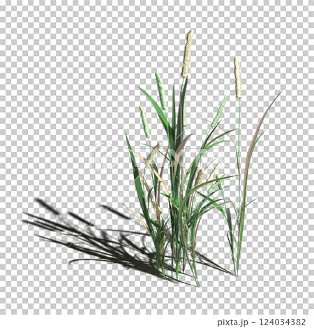 wild field grass with a shadow under it, isolated on a transparent background, 3D illustration, cg render 124034382