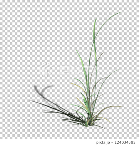 wild field grass with a shadow under it, isolated on a transparent background, 3D illustration, cg render 124034385