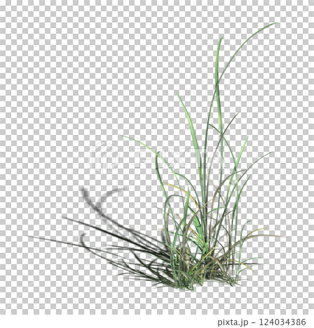 wild field grass with a shadow under it, isolated on a transparent background, 3D illustration, cg render 124034386