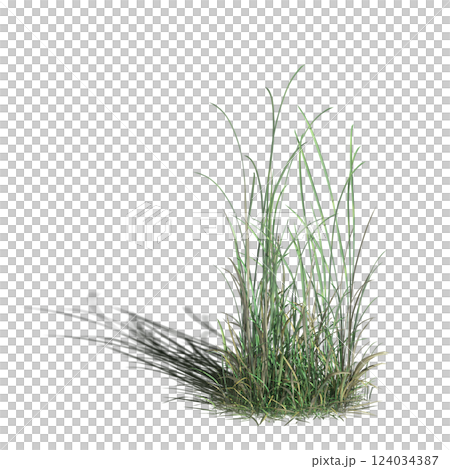 wild field grass with a shadow under it, isolated on a transparent background, 3D illustration, cg render 124034387