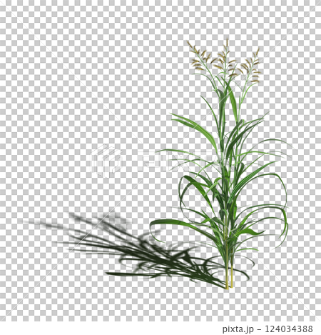 wild field grass with a shadow under it, isolated on a transparent background, 3D illustration, cg render wild field grass with a shadow under it, isolated on a transparent background, 3D illustration, cg render 124034388