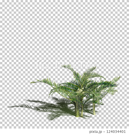 wild field grass with a shadow under it, isolated on a transparent background, 3D illustration, cg render wild field grass with a shadow under it, isolated on a transparent background, 3D illustration, cg render 124034401