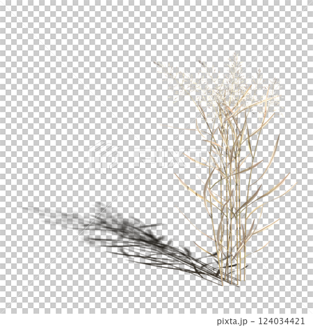 wild field grass with a shadow under it, isolated on a transparent background, 3D illustration, cg render wild field grass with a shadow under it, isolated on a transparent background, 3D illustration, cg render 124034421