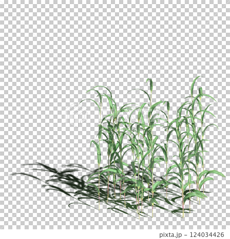 wild field grass with a shadow under it, isolated on a transparent background, 3D illustration, cg render 124034426