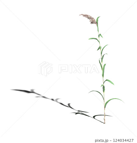 wild field grass with a shadow under it, isolated on a transparent background, 3D illustration, cg render 124034427