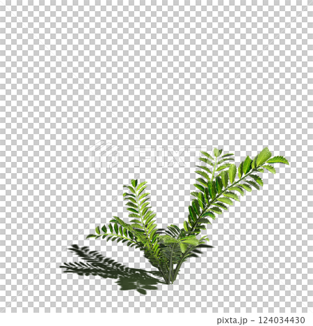 wild field grass with a shadow under it, isolated on a transparent background, 3D illustration, cg render 124034430