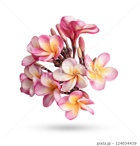 plumeria rubra flower isolated on white background plumeria rubra flower isolated on white background 124034439