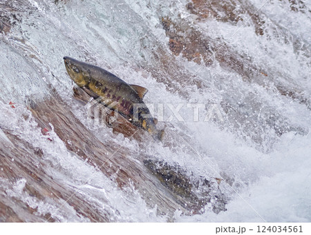 サケ 遡上 跳ねる サケ 遡上 跳ねる 124034561
