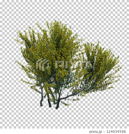 bush isolate on a transparent background, 3D illustration, cg render 124034598