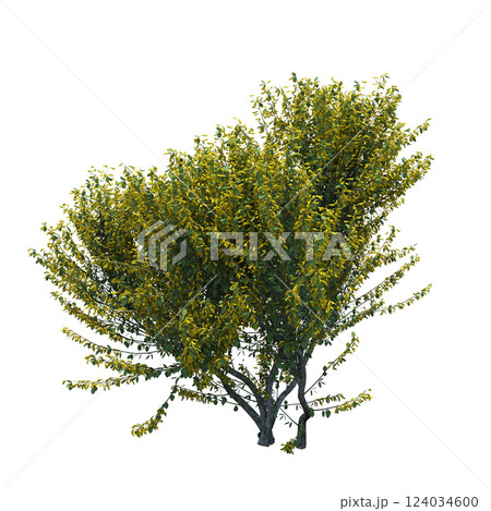 bush isolate on a transparent background, 3D illustration, cg render 124034600