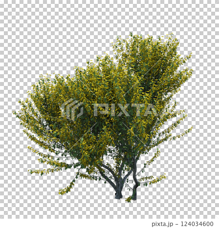 bush isolate on a transparent background, 3D illustration, cg render bush isolate on a transparent background, 3D illustration, cg render 124034600