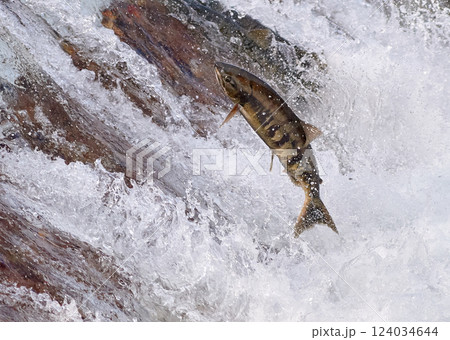 サケ　遡上　跳ねる 124034644