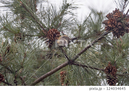 イスカ メス 冬 針葉樹 イスカ メス 冬 針葉樹 124034645