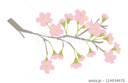 グラデーションカラーが美しい満開の桜の枝のイラスト 124034670