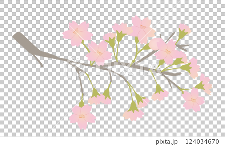 グラデーションカラーが美しい満開の桜の枝のイラスト 124034670
