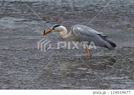 アオサギ 捕食 アオサギ 捕食 124034677