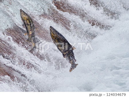 サケ　遡上　跳ねる 124034679