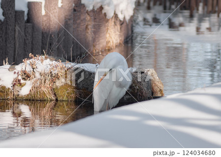 ダイサギ 124034680