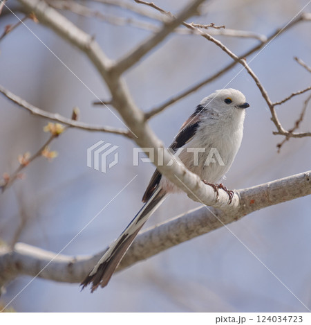 シマエナガ　春 124034723