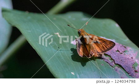 コキマダラセセリのなかま コキマダラセセリのなかま 124034798