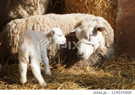 羊の親子 124034806