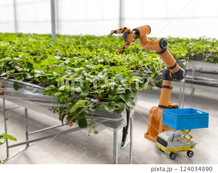 Robotic arm and robot assistant harvesting strawberry in indoor farm or glasshouse 124034890