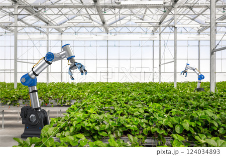 Robotic arm and robot assistant harvesting strawberry in indoor farm or glasshouse 124034893