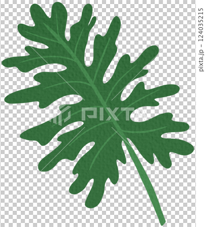 Philodendron Selloum or Split Leaf Philodendron. Exotic tropical leaves, Tropical Palm Leaf. 124035215