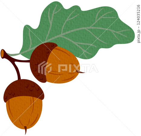 Branch of acorn fruits and leaves, tree leaf, oak autumn leafage cartoon icon. Vector herbarium, autumn leafage foliage symbol. Branch of acorn fruits and leaves, tree leaf, oak autumn leafage cartoon icon. Vector herbarium, autumn leafage foliage symbol. 124035216