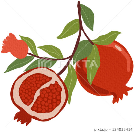 Pomeganate fruit branches with ripe fruits, blooms and leaves, hand drawn fruits on white background.	 124035414