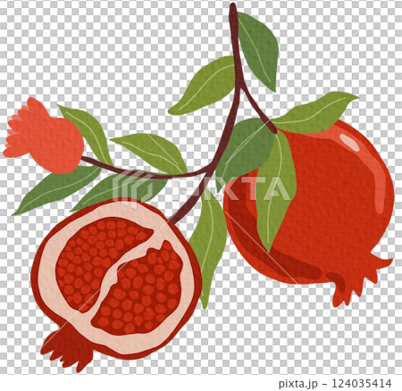 Pomeganate fruit branches with ripe fruits, blooms and leaves, hand drawn fruits on white background.	 124035414