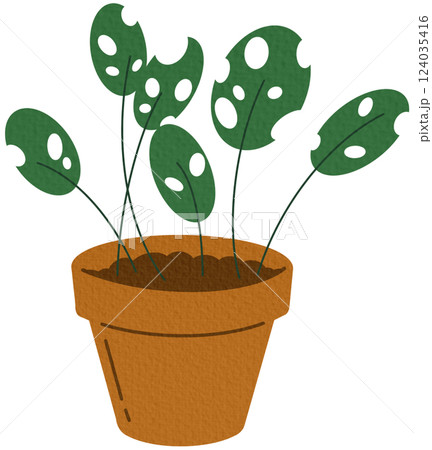 Monstera plant growing in pot. Indoor green-leaf houseplant in planter. Foliage home decor with holes in leaves in flowerpot. Flat graphic vector illustration of homeplant isolated on white background Monstera plant growing in pot. Indoor green-leaf houseplant in planter. Foliage home decor with holes in leaves in flowerpot. Flat graphic vector illustration of homeplant isolated on white background 124035416