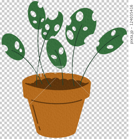 Monstera plant growing in pot. Indoor green-leaf houseplant in planter. Foliage home decor with holes in leaves in flowerpot. Flat graphic vector illustration of homeplant isolated on white background Monstera plant growing in pot. Indoor green-leaf houseplant in planter. Foliage home decor with holes in leaves in flowerpot. Flat graphic vector illustration of homeplant isolated on white background 124035416