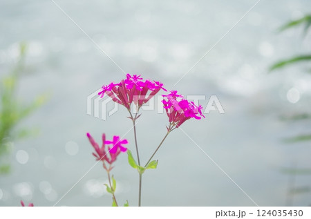 河原に咲くムシトリナデシコの花 124035430