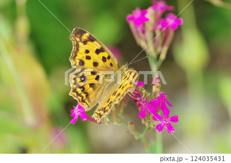 花の蜜を吸うキタテハ 124035431