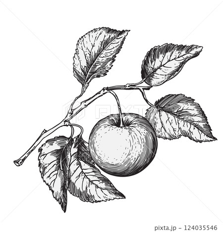 Drawing of an apple in engraving style 124035546