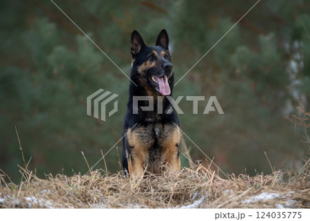 German shepherd dog on a walk in the winter in a nice day German shepherd dog on a walk in the winter in a nice day 124035775