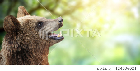 Horizontal summer banner with cute bear. Brown bear (Ursus arctos) on sunny forestland spring background. Copy space for your text Horizontal summer banner with cute bear. Brown bear (Ursus arctos) on sunny forestland spring background. Copy space for your text 124036021