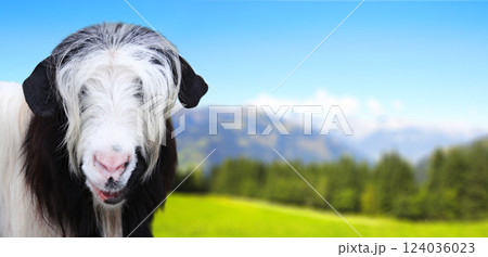 Black and white goat looking straight towards camera on mountain landscape background. Cute goat in a mountain meadow. View of idyllic mountain scenery with green grass and goat on sunny day Black and white goat looking straight towards camera on mountain landscape background. Cute goat in a mountain meadow. View of idyllic mountain scenery with green grass and goat on sunny day 124036023